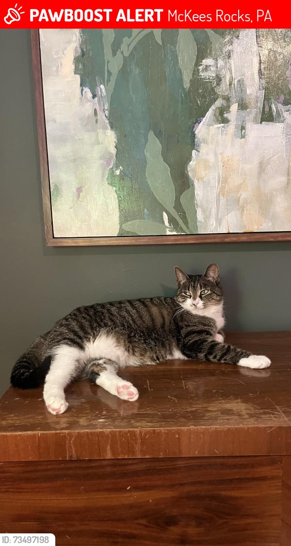 Lost Female Cat last seen Silver lane, McKees Rocks, PA 15136