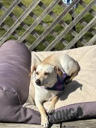 Reunited Male Dog last seen Brandywine Dr., and Montvale Dr., Farmers Branch, TX 75234