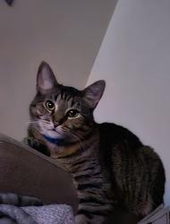 Lost Female Cat last seen Circle K a block down from North Boulder Rec Center, Boulder, CO 80304