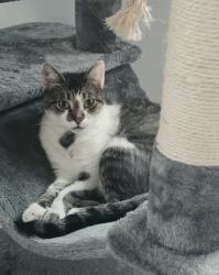 Reunited Female Cat last seen Near Benjamin Franklin Dr. ans Lido Regency cndmniums, Sarasota, FL 34236