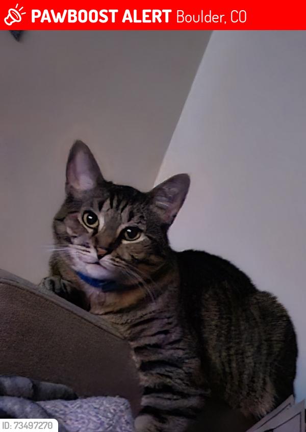 Lost Female Cat last seen Circle K a block down from North Boulder Rec Center, Boulder, CO 80304