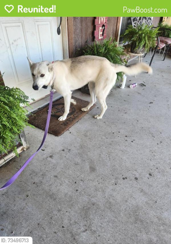 Reunited Female Dog last seen Jeremy Ln, Weatherford, TX 76088