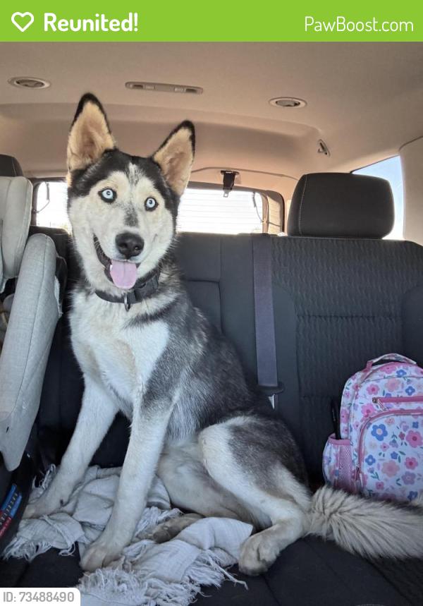 Reunited Male Dog last seen Sierra Hwy/Pearblossom hwy off 14 freeway, Palmdale, CA 93550