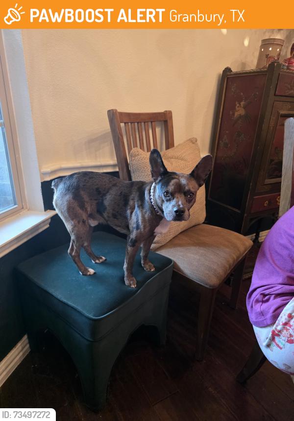 Found/Stray Male Dog last seen Old granbury road, Granbury, TX 76049