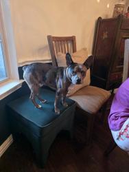 Found/Stray Male Dog last seen Old granbury road, Granbury, TX 76049