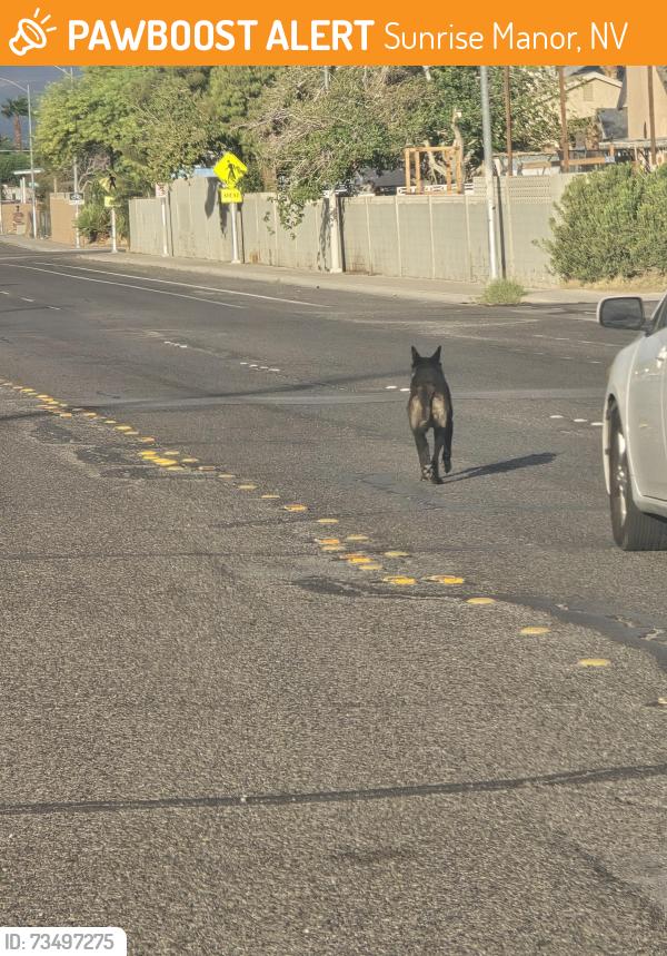 Found/Stray Unknown Dog last seen Owens and Nellis, Sunrise Manor, NV 89110