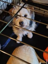 Lost Male Dog last seen Lemay and Martinez Street, Fort Collins, CO 80524