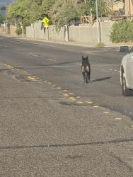 Found/Stray Unknown Dog last seen Owens and Nellis, Sunrise Manor, NV 89110
