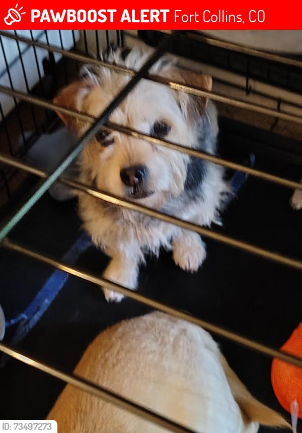 Lost Male Dog last seen Lemay and Martinez Street, Fort Collins, CO 80524