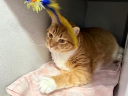 Shelter Stray Male Cat last seen Van Courtlandt Park, BRONX, NY, 10471, 326 E 110th St, New York, NY 10029, USA