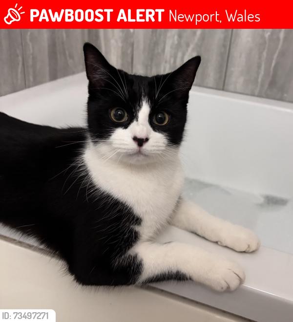 Lost Female Cat last seen Near Rembrant way, Newport, Wales 
