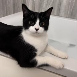 Lost Female Cat last seen Near Rembrant way, Newport, Wales 