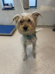 Shelter Stray Male Dog last seen Near Longwood Ave, Bronx, NY 10459, BRONX, NY, 10459, 326 E 110th St, New York, NY 10029, USA