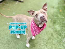Shelter Stray Female Dog last seen E 222 Street, BRONX, NY, 10469, 326 E 110th St, New York, NY 10029, USA