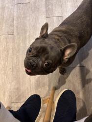 Lost Male Dog last seen Near allentown rd, Fort Washington, MD 20744