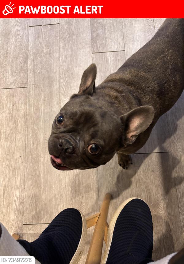 Lost Male Dog last seen Near allentown rd, Fort Washington, MD 20744