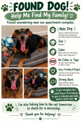 Found/Stray Male Dog last seen Near, Houston, TX 77024
