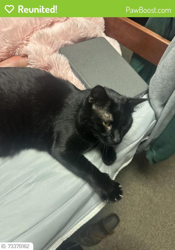 Reunited Female Cat last seen Tyler st off Elizabeth, Fort Collins, CO 80521
