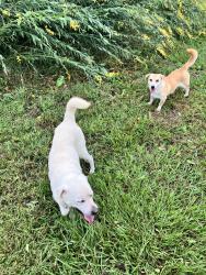 Found/Stray Male Dog last seen Greenland Road/ Highway 97, Escambia County, FL 32568