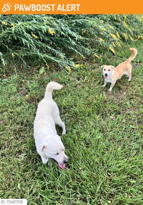 Found/Stray Male Dog last seen Greenland Road/ Highway 97, Escambia County, FL 32568