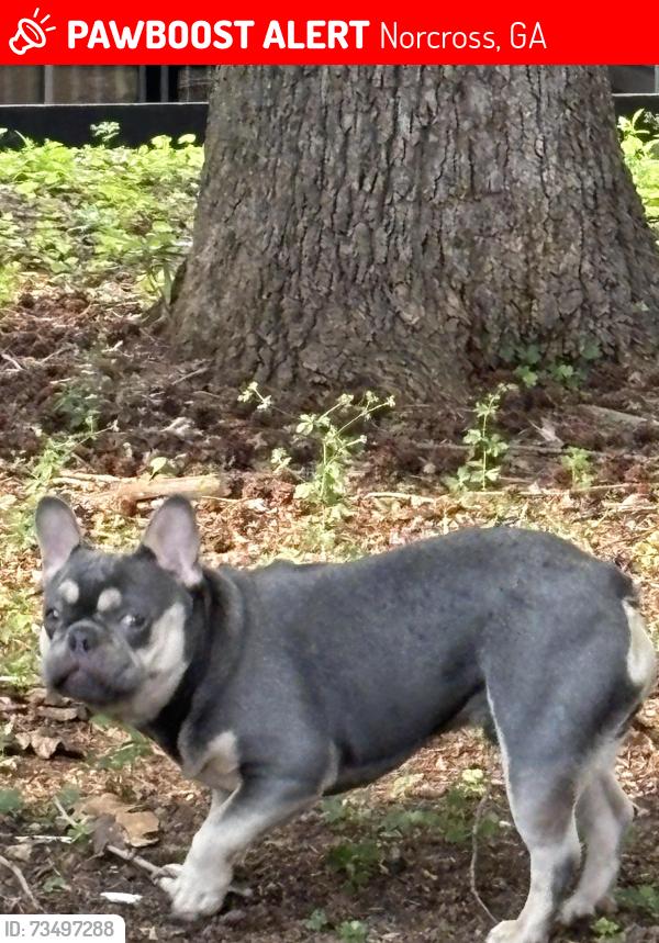 Lost Male Dog last seen Norcross ga and jimmy cater, Norcross, GA 30093