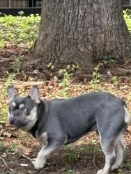 Lost Male Dog last seen Norcross ga and jimmy cater, Norcross, GA 30093