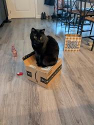 Lost Male Cat last seen 210/72 Milner hights, Langley, BC V2Y 0V7