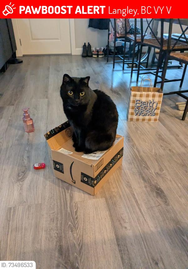 Lost Male Cat last seen 210/72 Milner hights, Langley, BC V2Y 0V7