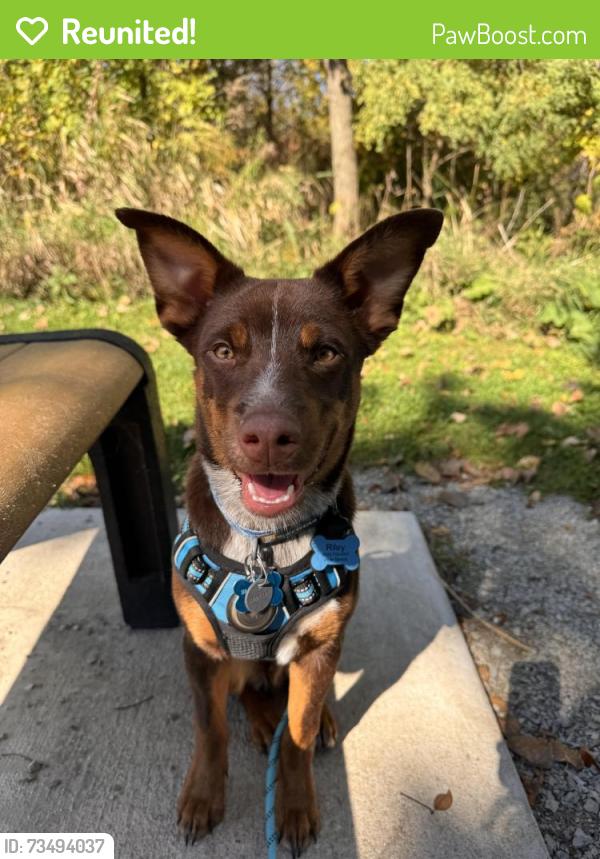 Reunited Male Dog last seen N7078 Newville Road, Lake Mills, WI, Lake Mills, WI 53551