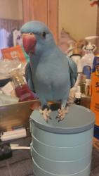 Lost Male Bird last seen Near Meek Avenue, Hayward, CA 94541