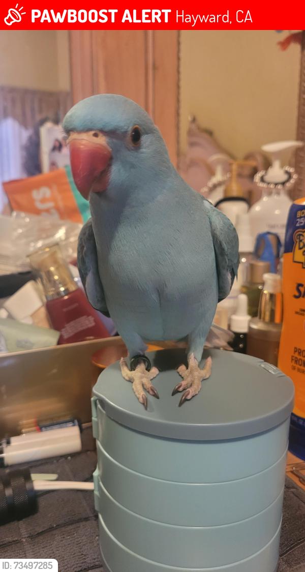 Lost Male Bird last seen Near Meek Avenue, Hayward, CA 94541