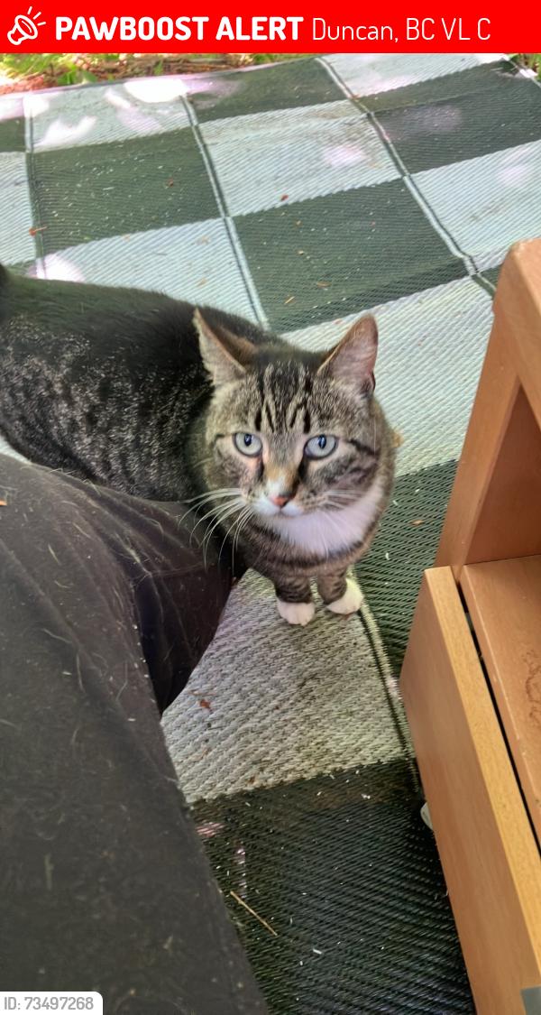 Lost Female Cat last seen Birch, Duncan, BC V9L 3C5
