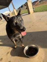 Lost Male Dog last seen Hwy 51, Granbury, TX 76049