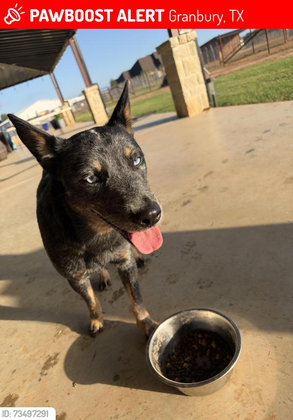 Lost Male Dog last seen Hwy 51, Granbury, TX 76049