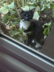 Found/Stray Unknown Cat last seen North Oliver and E 49th St N, Bel Aire, KS 67220