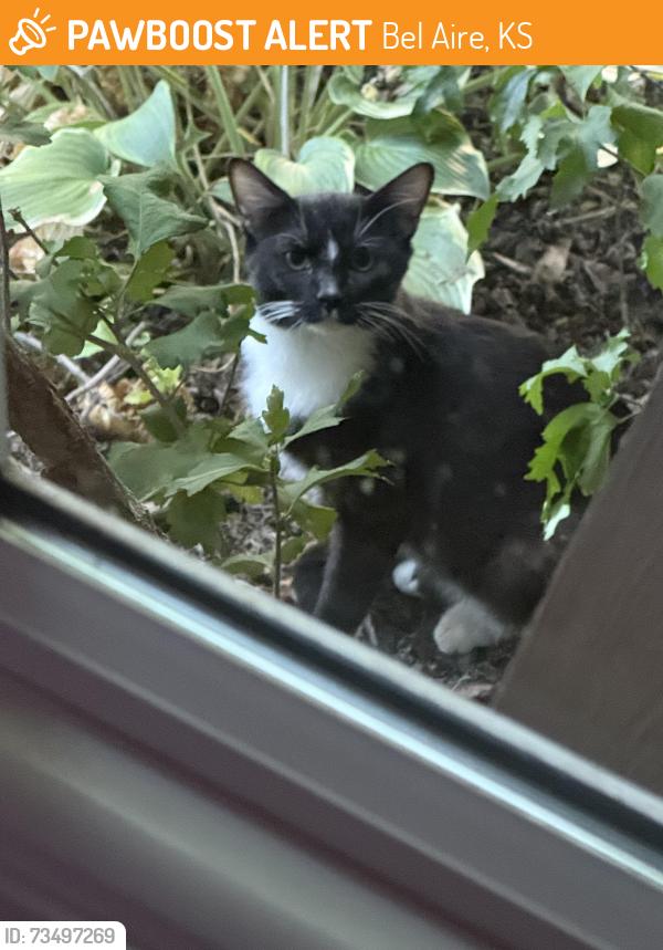Found/Stray Unknown Cat last seen North Oliver and E 49th St N, Bel Aire, KS 67220