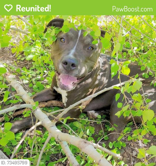 Reunited Male Dog last seen Chanmbers and Hampton, Aurora, CO 80013