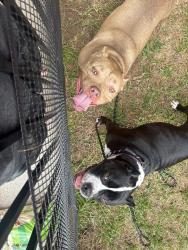 Found/Stray Female Dog last seen Kingsland and Governors place, Katy, TX 77450