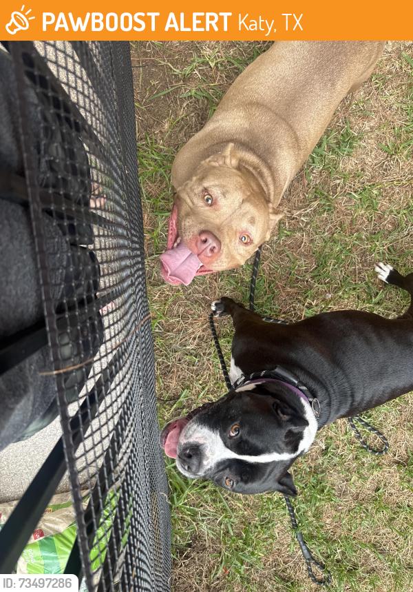 Found/Stray Female Dog last seen Kingsland and Governors place, Katy, TX 77450