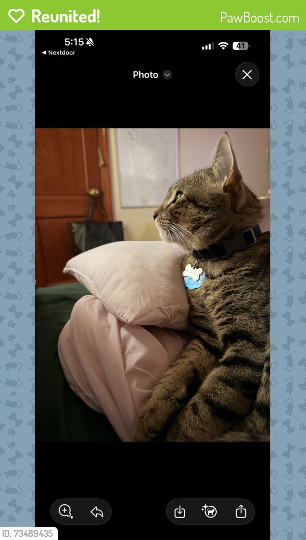 Reunited Male Cat last seen Heywood road Berry street, Richmond, VA 23224