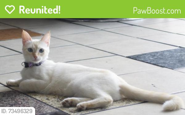 Reunited Female Cat last seen Samaria barber & beauty salon suite140 in the dollar tree parking lot, Compton, CA 90221