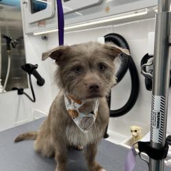 Shelter Stray Female Dog last seen , 3607 N Armenia Ave, Tampa, FL 33607, USA