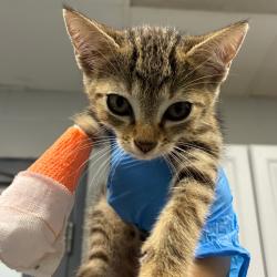 Shelter Stray Male Cat last seen , 328 Furman Hall Rd, Greenville, SC 29609, USA