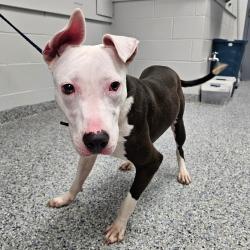 Shelter Stray Female Dog last seen , 328 Furman Hall Rd, Greenville, SC 29609, USA