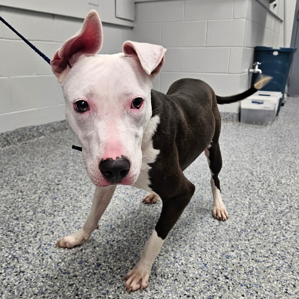Shelter Stray Female Dog last seen , 328 Furman Hall Rd, Greenville, SC 29609, USA