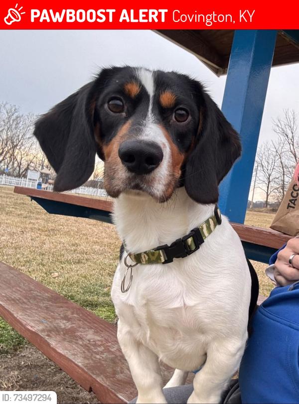 Lost Male Dog last seen Covington tobacco and liquor 4th st Covington,ky, Covington, KY 41011
