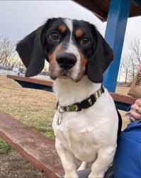 Lost Male Dog last seen Covington tobacco and liquor 4th st Covington,ky, Covington, KY 41011