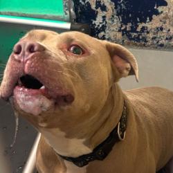 Shelter Stray Unknown Dog last seen , 124 Evergreen Ave, Newark, NJ 07114, USA