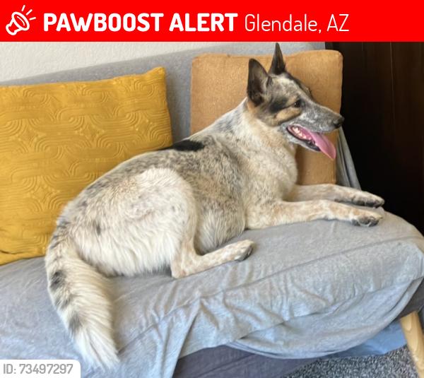 Lost Female Dog last seen 75th ave and Camelback, Glendale, AZ 85303