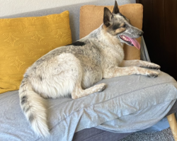 Lost Female Dog last seen 75th ave and Camelback, Glendale, AZ 85303
